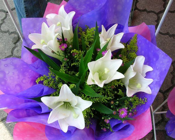 Lily Glory #4005